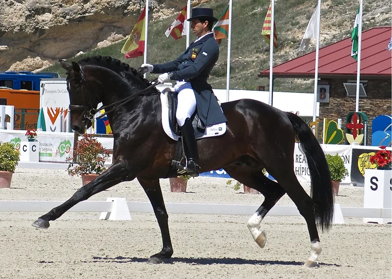 Caballo negro y jinete en una pista exterior de doma clásica