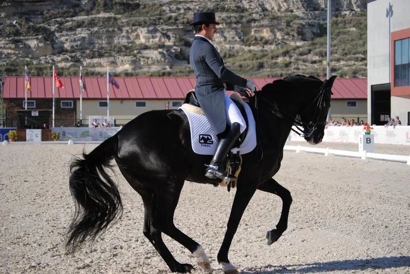 Caballo negro y jinete en una pista exterior de doma clásica