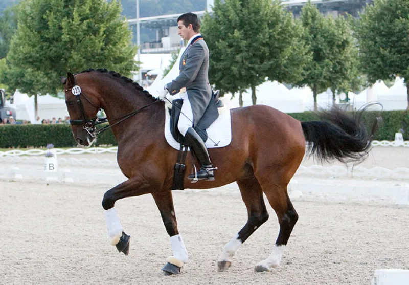 Caballo castaño en una pista exterior rodeada de árboles